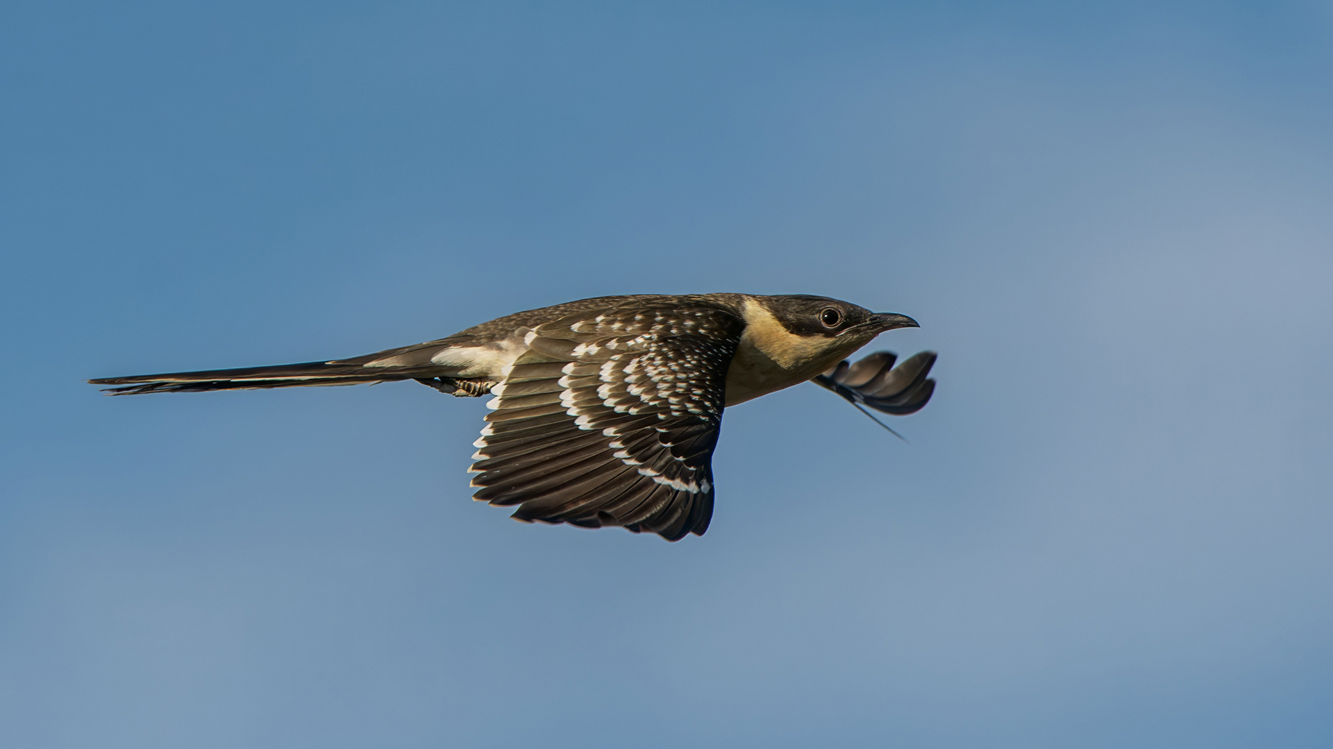 Great Spotted Cuckoo